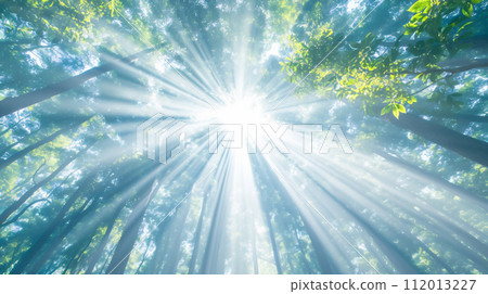 sunshine in the forest 112013227