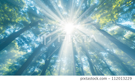 sunshine in the forest 112013229