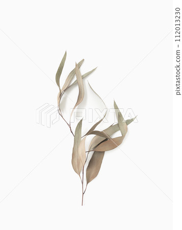 eucalyptus branch leaves on light background with shadows. Minimal style design 112013230