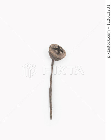 Dried seed of eucalyptus on branch on light gray background Dried seed of eucalyptus on branch on light gray background 112013231