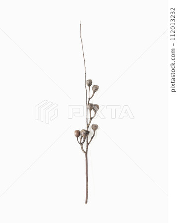 Dried seeds of eucalyptus on branch on light gray background Dried seeds of eucalyptus on branch on light gray background 112013232