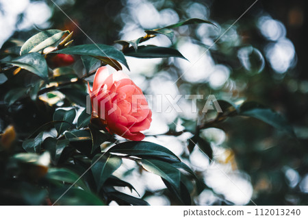 紅色的山茶花在燈光下綻放 紅色的山茶花在燈光下綻放 112013240