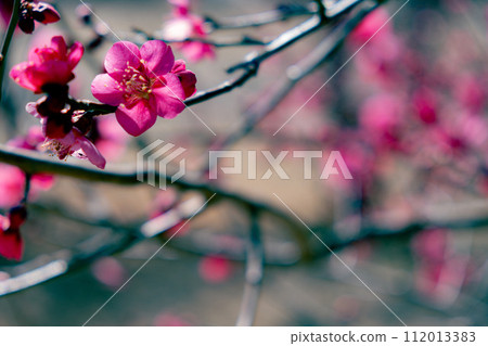 盛開的紅色綻放 盛開的紅色綻放 112013383
