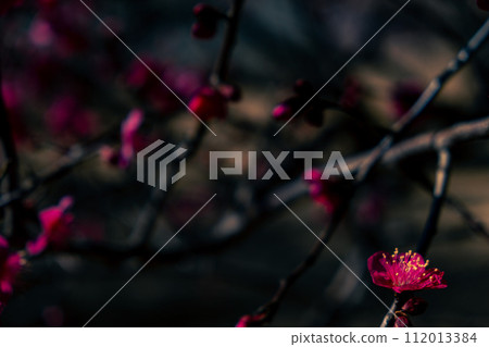 端莊綻放的紅梅 112013384