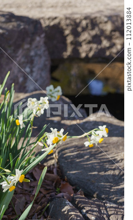 Japanese daffodil flowers blooming on the waterside Japanese daffodil flowers blooming on the waterside 112013884