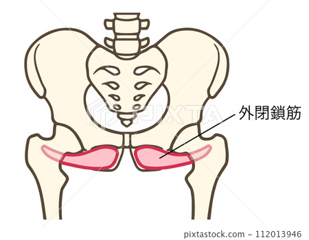 Obturator externa, hip external rotators Obturator externa, hip external rotators 112013946