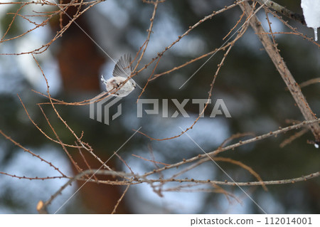 Shimaenaga flapping its wings 112014001