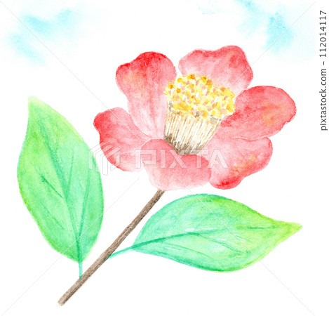 山茶花。 山茶花。 112014117