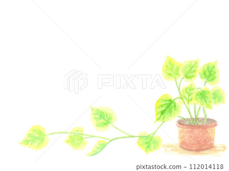 盆栽綠蘿。 盆栽綠蘿。 112014118