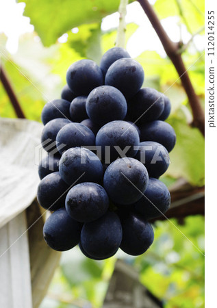 Nagano Purple 112014255