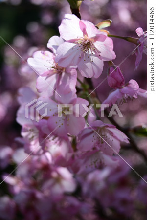 櫻花的背光 112014466