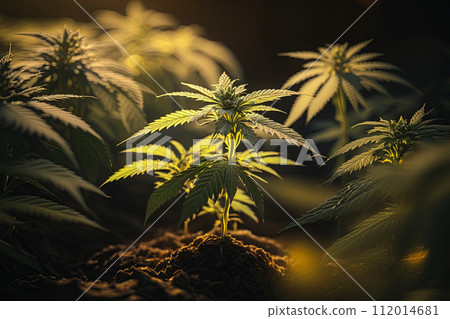 Young Cannabis plants growing in the garden. Ai generative 112014681