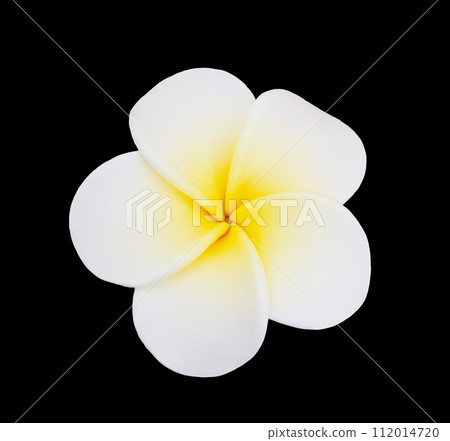 Frangipani flower (plumeria) on black isolated background. Holiday, announcement, spa, soap making Frangipani flower (plumeria) on black isolated background. Holiday, announcement, spa, soap making 112014720