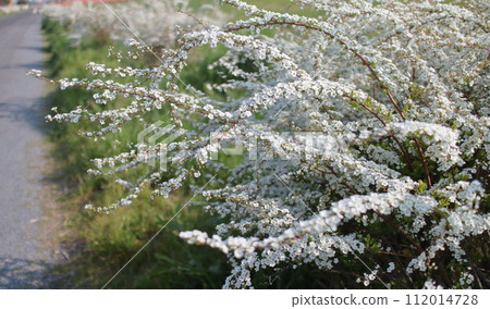 春天白花雪柳 112014728