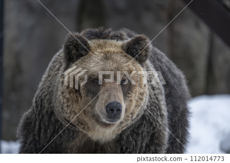 Brown bear of Asahiyama Zoo 112014773
