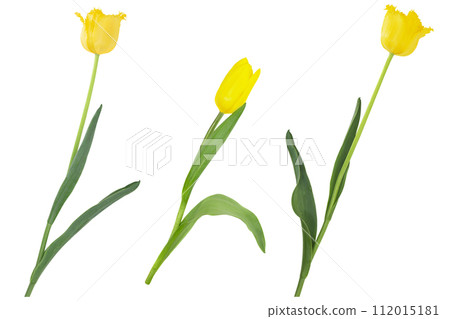 Yellow tulips on white isolated background. Design element. International Women's, Mother's Day, March 8, Birthday, Easter. Terry flower. Copy space Yellow tulips on white isolated background. Design element. International Women's, Mother's Day, March 8, Birthday, Easter. Terry flower. Copy space 112015181