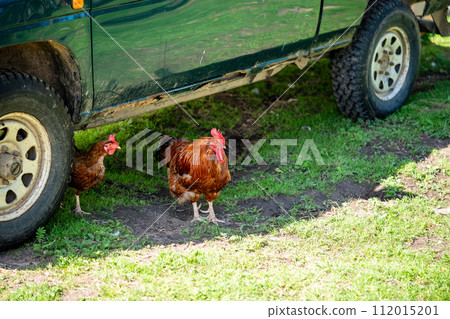 Rooster and hen hiding in the shade under a car on a sunny day on a farm Rooster and hen hiding in the shade under a car on a sunny day on a farm 112015201