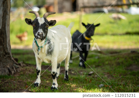 Two cute little black and white goats walking on a farm on a sunny day Two cute little black and white goats walking on a farm on a sunny day 112015231