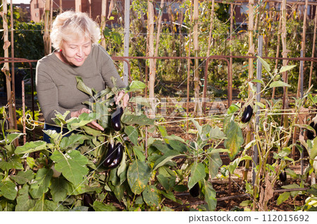 Woman taking care of eggplants Woman taking care of eggplants 112015692