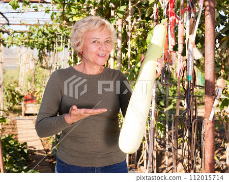 Senior woman taking long zucchini 112015714