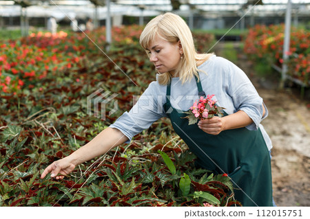 Mature woman gardening begonia flowers indoors in greenhouse Mature woman gardening begonia flowers indoors in greenhouse 112015751