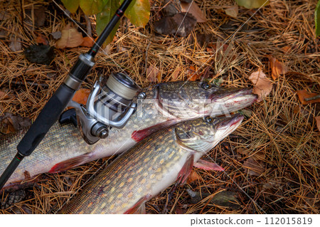 Freshwater pike fish. Two freshwater pike fish and fishing rod with reel on yellow leaves at autumn time.. 112015819