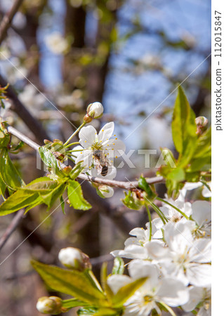 Honeybee on white flower of cherry tree collecting pollen and nectar to make sweet honey with medicinal benefits.. Honeybee on white flower of cherry tree collecting pollen and nectar to make sweet honey with medicinal benefits.. 112015847