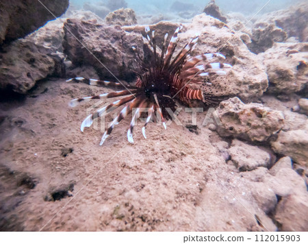 Close up view of Devil firefish or common lionfish (Pterois miles) at coral reef.. Close up view of Devil firefish or common lionfish (Pterois miles) at coral reef.. 112015903