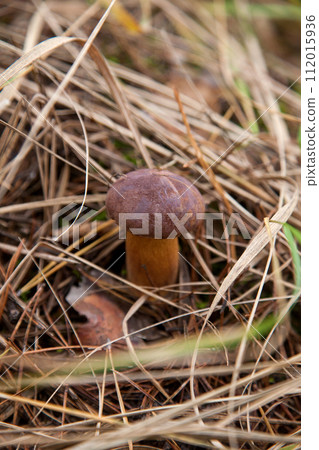 Imleria Badia or Boletus Badius commonly known as the Bay Bolete growing on the forest floor at autumn season... 112015936