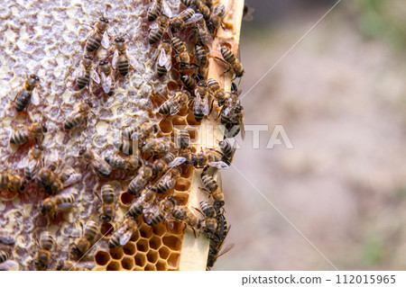 Close up view of working bees on honeycomb with sweet honey.. 112015965