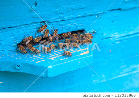 Swarming bees at the entrance of blue beehive in apiary.. 112015966