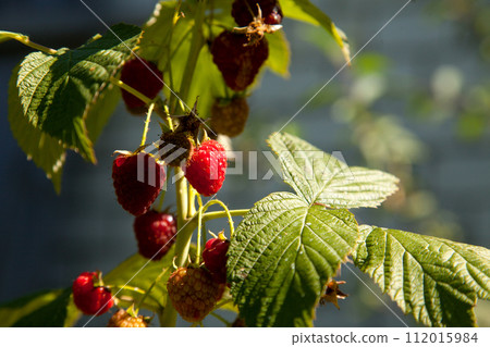 Ripe and unripe raspberry in the fruit garden. Growing natural bush of raspberry. Branch of raspberry in sunlight. 112015984