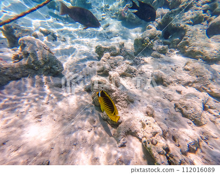 Diagonal butterflyfish (Chaetodon fasciatus) at the Red Sea coral reef.. 112016089