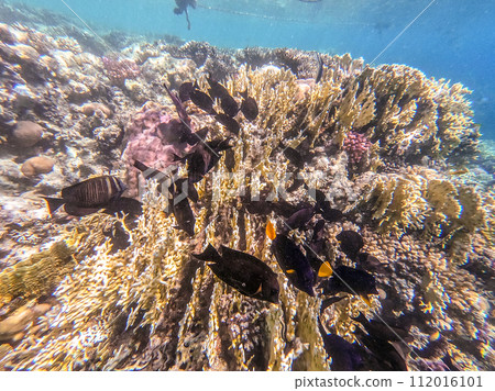 Red Sea sailfin tang or Desjardin's sailfin tang at coral reef.. Red Sea sailfin tang or Desjardin's sailfin tang at coral reef.. 112016101