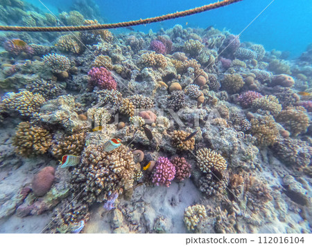 Eritrean butterflyfish or crown butterflyfish (Chaetodon paucifasciatus) at the Red Sea coral reef.. 112016104