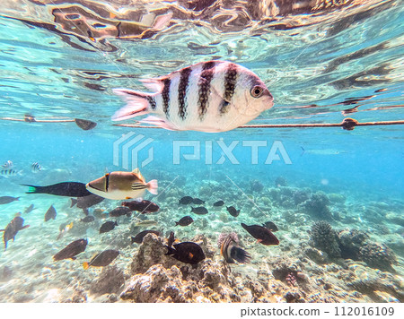 Scissortail Sergeant (Abudefduf sexfasciatus) at the Red Sea coral reef.. 112016109