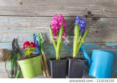 Spring gardening concept; Spring flowers (primula, hyacinth), gardening tools on a old blue paint wooden background Spring gardening concept; Spring flowers (primula, hyacinth), gardening tools on a old blue paint wooden background 112016150