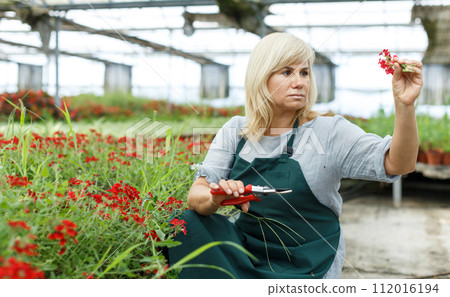 Mature woman florist with scissors taking care vervena plants in greenhouse Mature woman florist with scissors taking care vervena plants in greenhouse 112016194