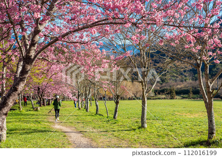 武陵農場 櫻花季 112016199