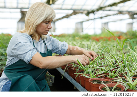 Mature woman florist looking for plant of cinta in pots while gardening 112016237