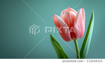 A single tulip against a soft pastel background, symbolizing the gentle arrival of spring A single tulip against a soft pastel background, symbolizing the gentle arrival of spring 112016325
