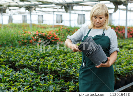 Female gardener holding pots while gardening with euphorbia pulcherrima 112016428