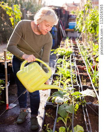 Senior woman watering beds of greens 112016565