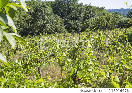 Vineyard with young plants on sunny day 112016678