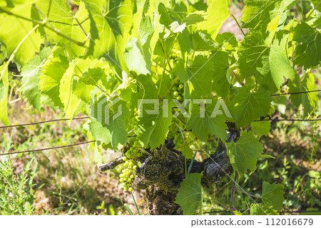 Close up for young vines plants with grapes on sunny day 112016679
