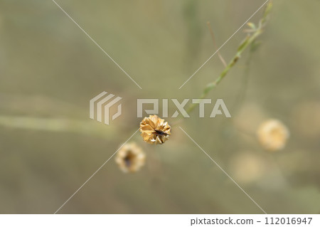 Common flax 112016947