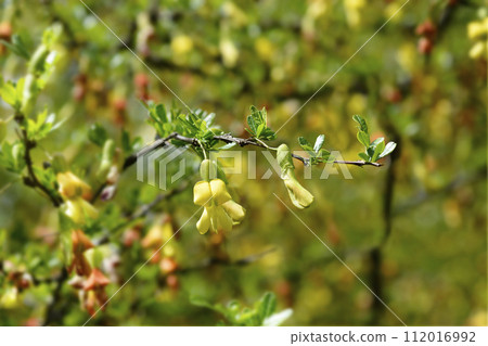 Chinese Pea Shrub Chinese Pea Shrub 112016992