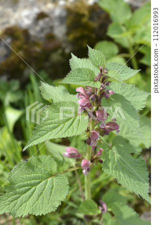 Balm-leaved archangel Balm-leaved archangel 112016993