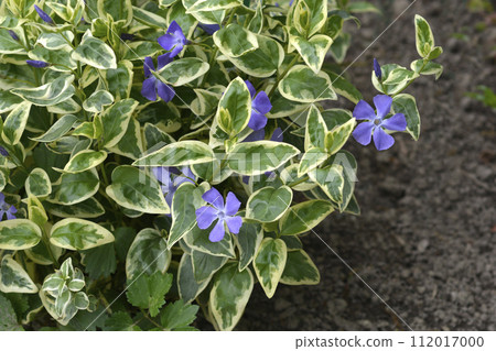 Variegated Greater periwinkle 112017000