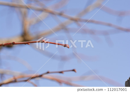 Caucasian lime 112017001